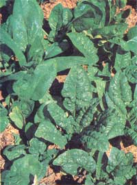 Seasonal Gardening: Yield-Boosting for Vegetable Seeds, Harvesting Spinach, and Tree Roots Image